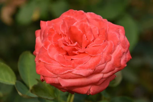 Rosas Jardín — Foto de Stock