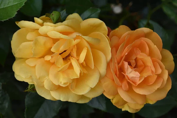 Rosas Jardín — Foto de Stock