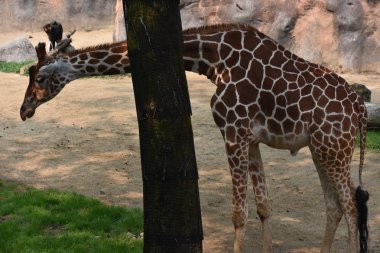 Hayvanat bahçesindeki zürafa
