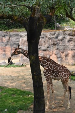 Hayvanat bahçesindeki zürafa