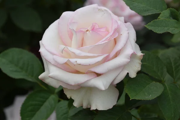 Róże Ogrodzie — Zdjęcie stockowe