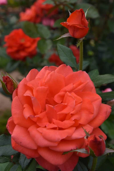 Rosas Jardín — Foto de Stock