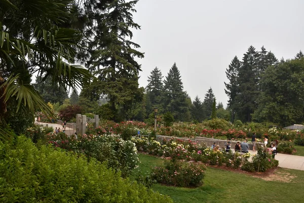 Portland Aug International Rose Test Garden Portland Oregon Seen Aug — Stock Photo, Image