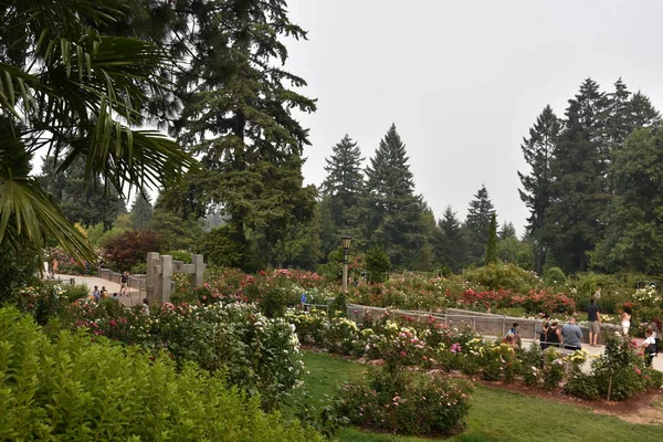 Portland Aug International Rose Test Garden Portland Oregon Seen Aug — Stock Photo, Image