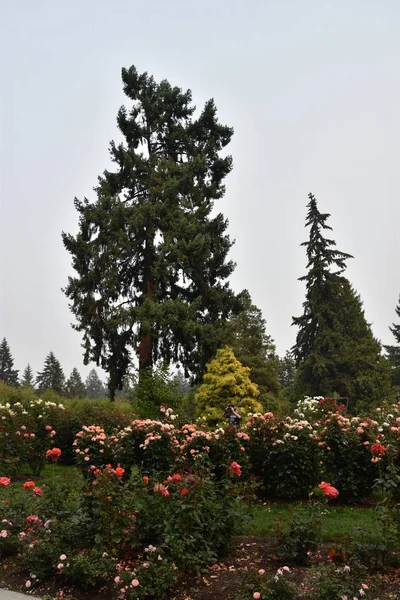 Portland Aug International Rose Test Garden Portland Oregon Sett Den — Stockfoto