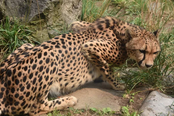 Geparden Zoo — Stockfoto