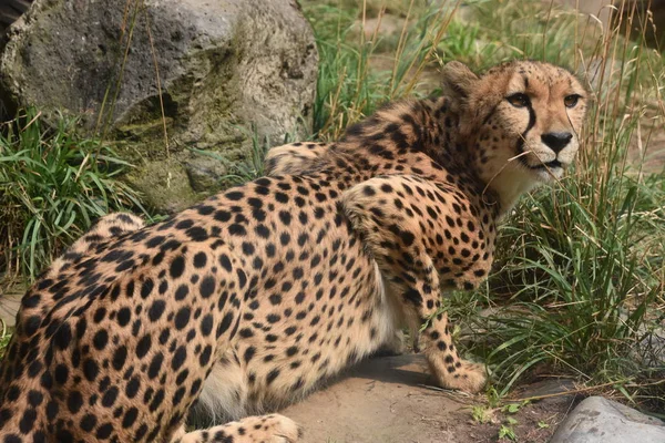 Cheetah Kebun Binatang — Stok Foto