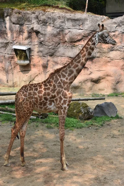 Giraff Ett Zoo — Stockfoto