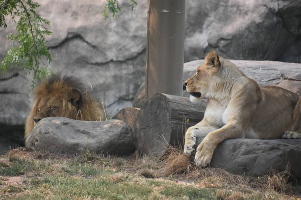 Λιοντάρι Ζωολογικό Κήπο — Φωτογραφία Αρχείου