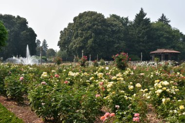 Portland, Oregon - 22 Ağustos: Yarımadası Park Rose Garden Portland, Oregon, 22 Ağustos 2018 üzerinde görüldüğü gibi. Portland Piedmont Mahallesi'nde genel bir park.