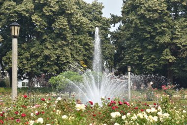 Portland, Oregon - 22 Ağustos: Yarımadası Park Rose Garden Portland, Oregon, 22 Ağustos 2018 üzerinde görüldüğü gibi. Portland Piedmont Mahallesi'nde genel bir park.