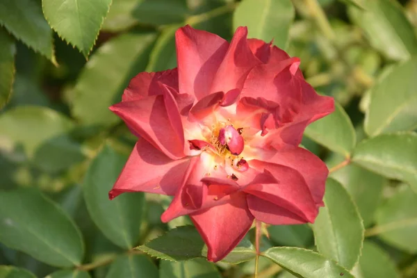 Rosas Jardín — Foto de Stock