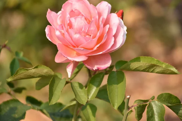 Rosas Jardín — Foto de Stock