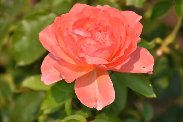 Rosas Jardín — Foto de Stock