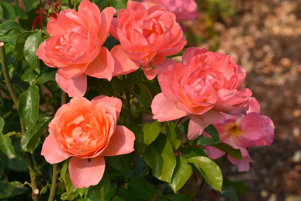 Rosas Jardín — Foto de Stock