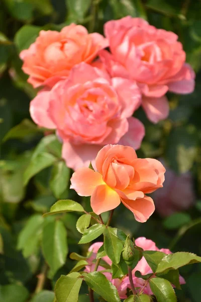 Rosas Jardín — Foto de Stock