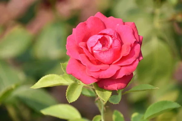 Rosas Jardín — Foto de Stock