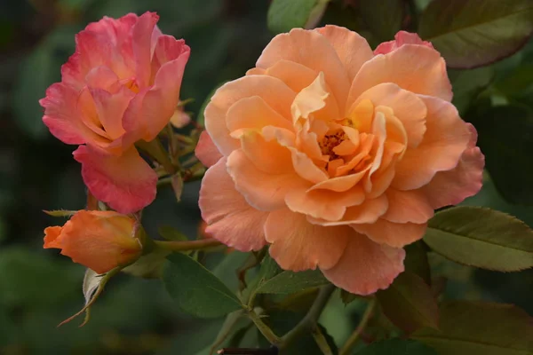 Rosas Jardín — Foto de Stock