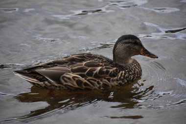 Deniz mavisi kanatlı ördek