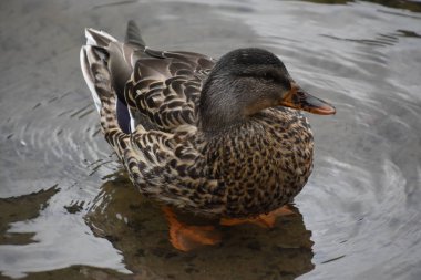 Deniz mavisi kanatlı ördek