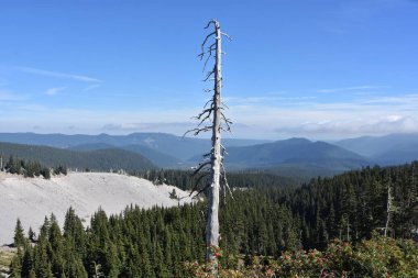 Mount Hood Oregon görünümünden