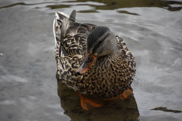 Tal Winged Duck — стоковое фото