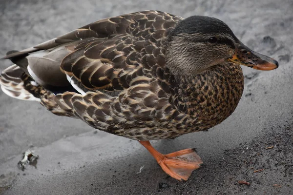 Tal Winged Duck — стоковое фото