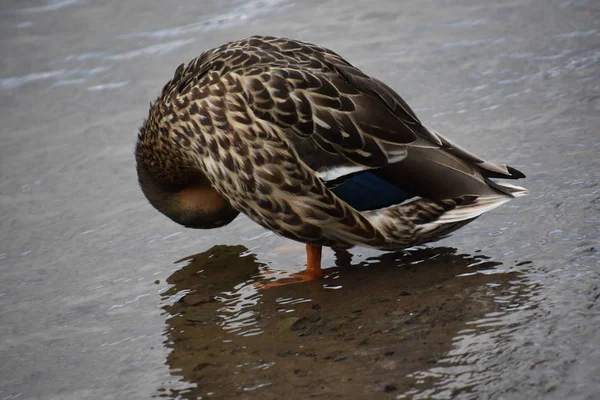 Tal Winged Duck — стоковое фото