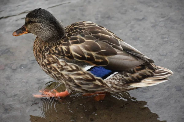 Tal Winged Duck — стоковое фото