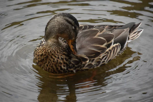 Tal Winged Duck — стоковое фото