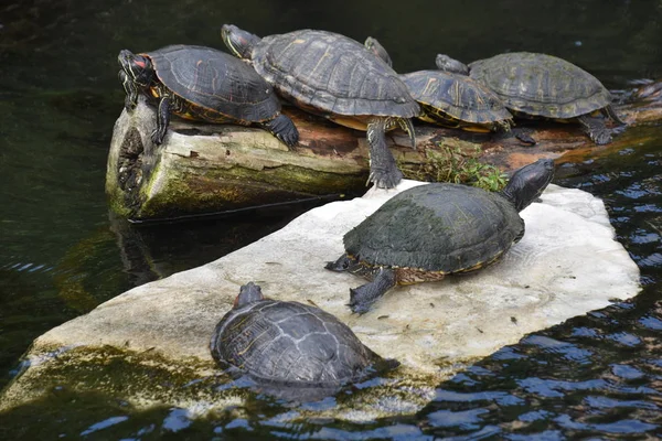 Tortues Dans Étang — Photo