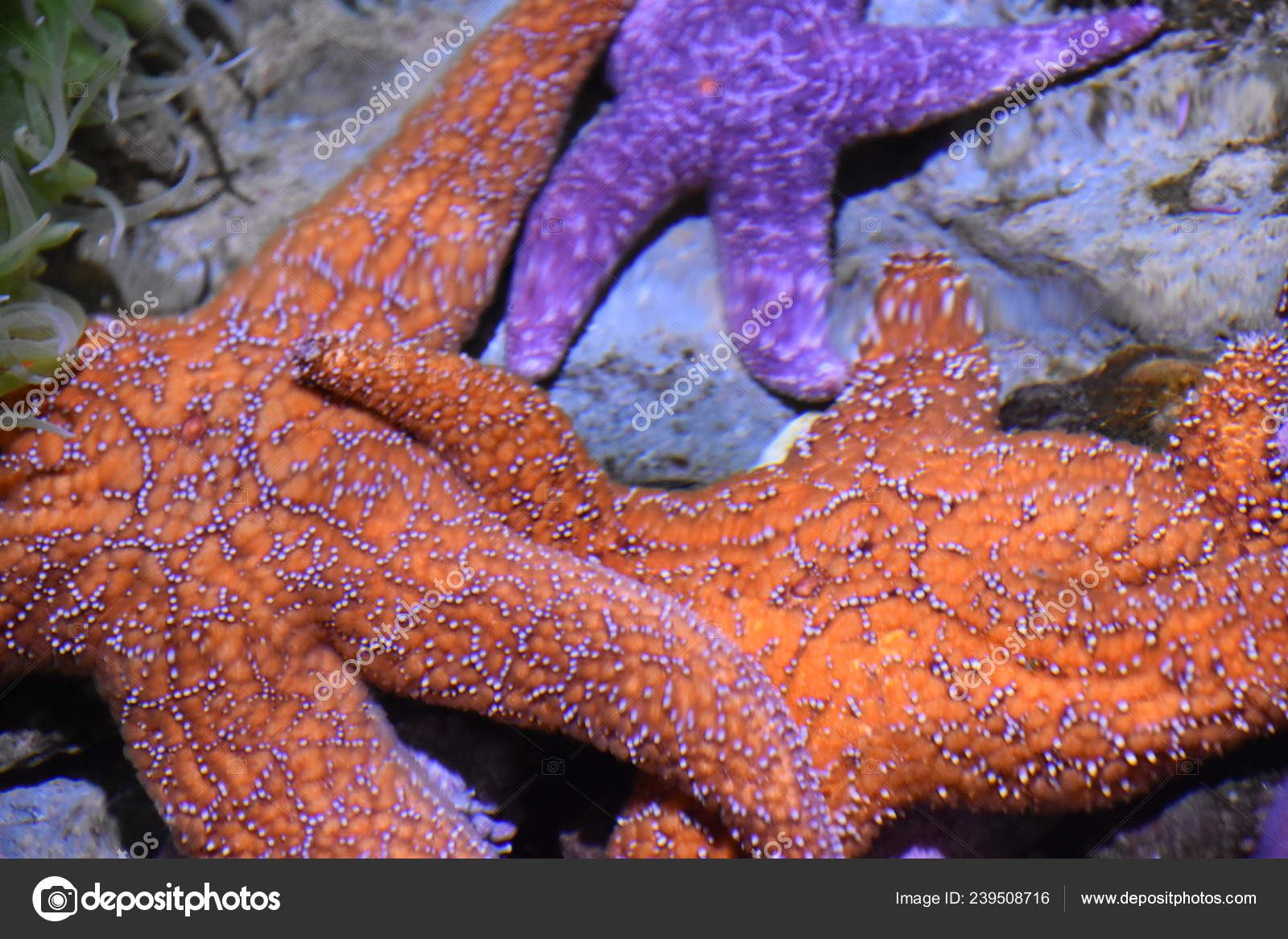 Starfish Aquarium — Stock Photo © sainaniritu 239508716