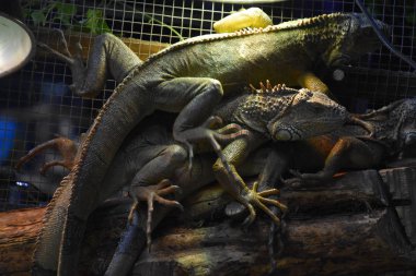 Tropikal Bölgede Vahşi ve Tehlikeli İguana