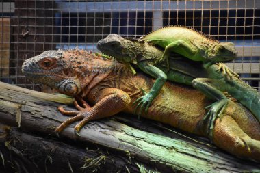 Tropikal Bölgede Vahşi ve Tehlikeli İguana