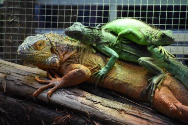 Tropikal Bölgede Vahşi ve Tehlikeli İguana