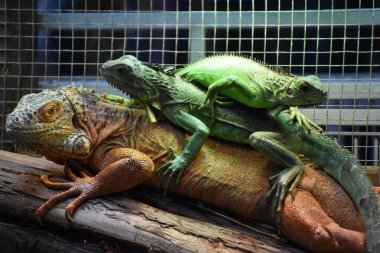 Tropikal Bölgede Vahşi ve Tehlikeli İguana