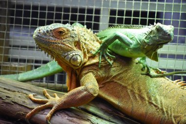Wild & Dangerous Iguana In The Tropical Region clipart