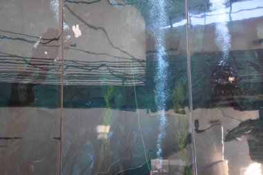 LONG BEACH, CA - 19 Ekim 2018 'de görüldüğü gibi Long Beach, Kaliforniya' daki Pasifik Akvaryumu.