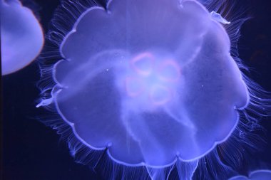 Akvaryumdaki Denizanası