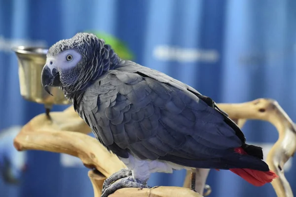 Маленький Африканський Сірий Папуга Зоопарку — стокове фото