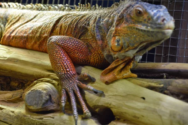 Wild Dangerous Iguana Tropical Region — Stock fotografie