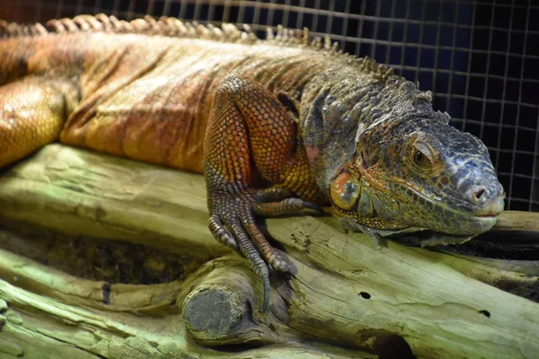 Wild Dangerous Iguana Tropical Region — Stock fotografie