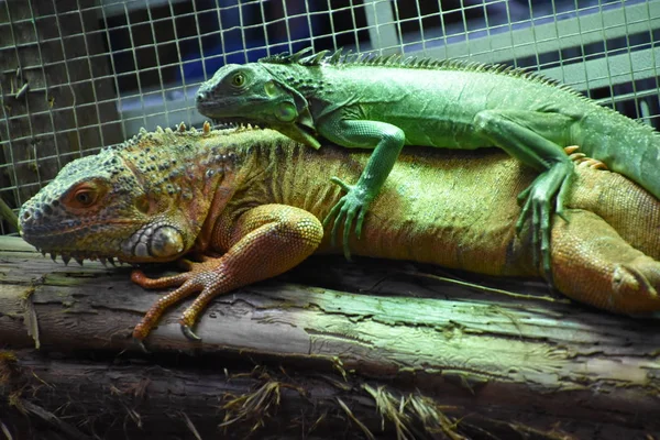 Wild Dangerous Iguana Tropical Region — Stock fotografie