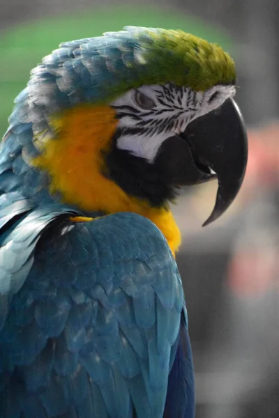 Papagaio Colorido Zoológico — Fotografia de Stock