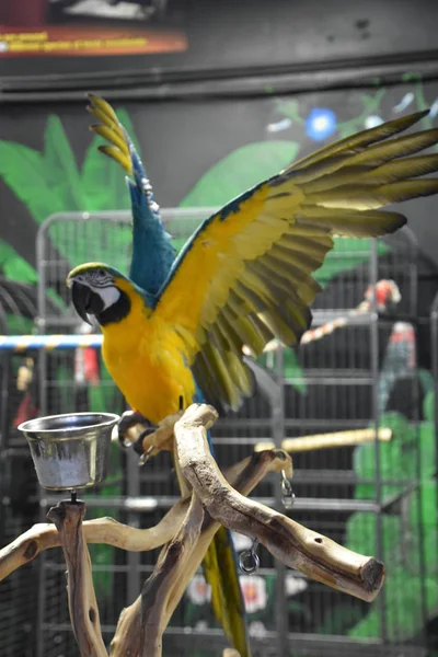 Colorful Parrot Zoo — Stock Photo, Image