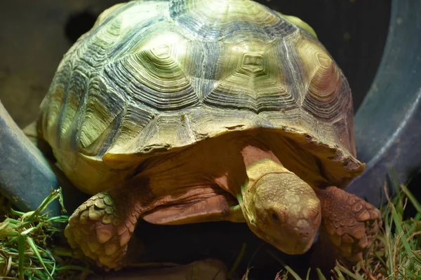 Sköldpadda Ett Zoo — Stockfoto