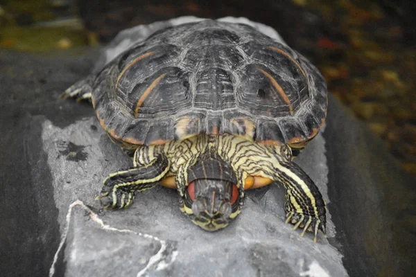 Una Tortuga Acuario —  Fotos de Stock