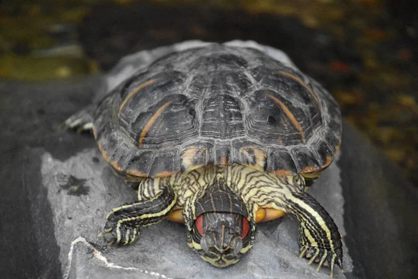 Turtle Aquarium — Stock Photo, Image