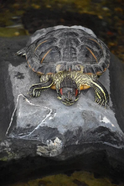 Eine Schildkröte Aquarium — Stockfoto