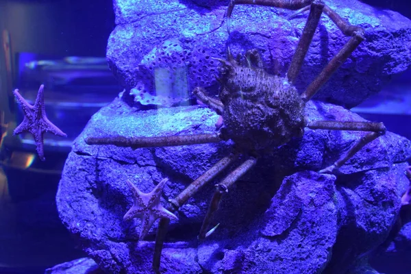 Japanese Spider Crab in Water